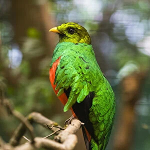 Golden-headed Quetzal, male perched on branch, controlled conditions, Lower Saxony, Germany