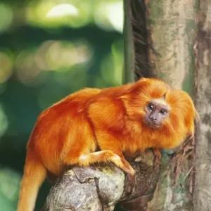 Golden Lion Tamarin - Brazil Golden Lion Tamarin - Brazil