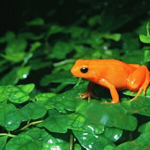 Golden Mantella Frog Rainforests of Madagascar