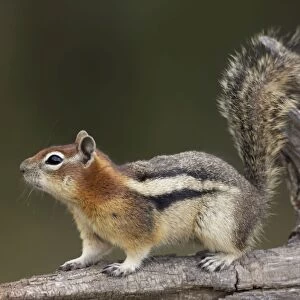 Golden-mantled Ground Squirrel - with cheek pouches full of food - Montana - USA