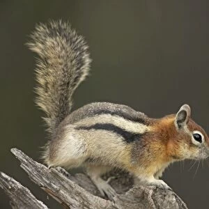 Golden-mantled Ground Squirrel - with cheek pouches full of food - Montana - USA