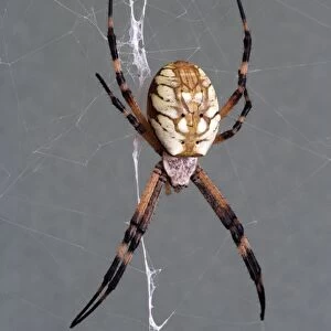 Golden orb weaver - Size: abdomen only, 15 mm long; abdomen and head, 25 mm long; with legs extended as on photo: 75 mm total length Specimen from San Diego, California