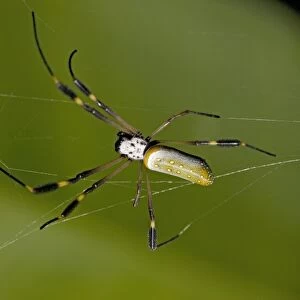 Golden orb-weaver spider. Costa Rica