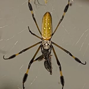 Golden Orb Weaver Spider - female eating wasp - Costa Rica