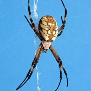 Golden Orb Weaver Spider - Size: abdomen only, 15 mm long; abdomen and head, 25 mm long; with legs extended as on photo: 75 mm total length. Specimen from San Diego, California