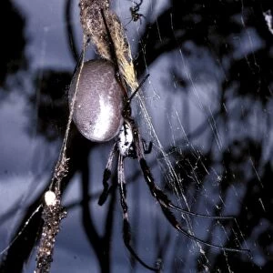 Golden Orb-weaver spider - with much smaller male