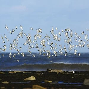 Golden Plover - flock flying along coast in autumn. Northumberland, UK