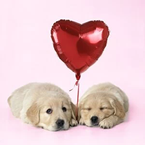 Golden Reriever Dog - puppies 7 weeks old with heart shaped balloon. Digital Manipulation: added background & balloon