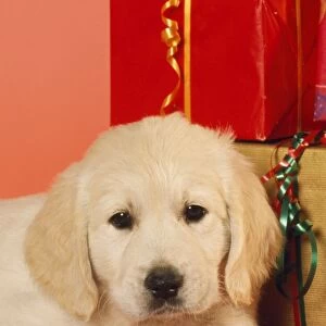 Golden Retiever Dog - puppy amongst Christmas presents