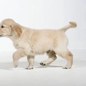 Golden Retriever Dog - 8 week old puppy