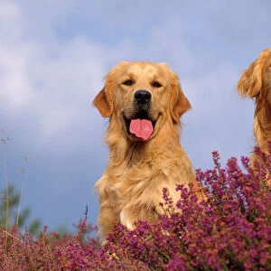 Golden Retriever Dog - in heather