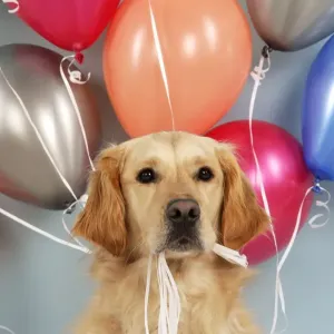Golden Retriever Dog - holding balloons Golden Retriever Dog - holding balloons
