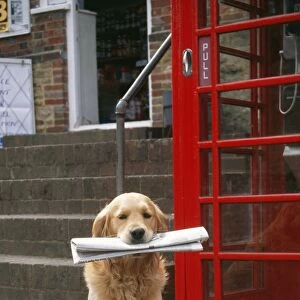 Golden Retriever Dog With newspaper