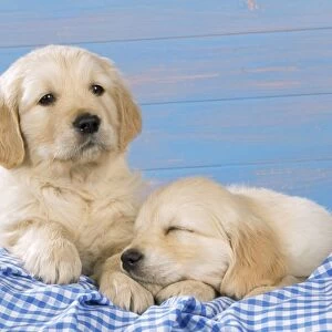 Golden Retriever Dog - puppies on blue gingham