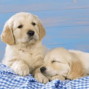 Golden Retriever Dog - puppies on blue gingham Golden Retriever Dog - puppies on blue gingham