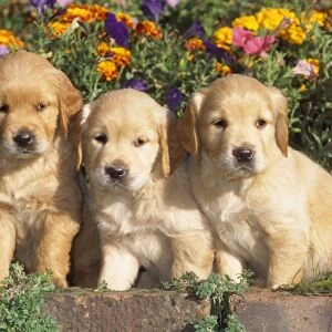 Golden Retriever Dog - puppies in flower bed