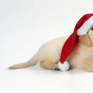 Golden Retriever Dog - puppt wearing Christmas hat