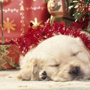 Golden Retriever Dog - puppy asleep under Christmas tree