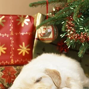 Golden Retriever Dog - puppy asleep under christmas tree