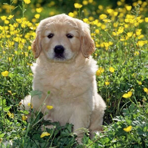 Golden Retriever Dog - puppy in buttercups