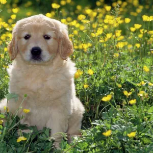 Golden Retriever Dog - puppy in buttercups