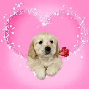 Golden Retriever Dog, puppy holding single red rose in pink heart