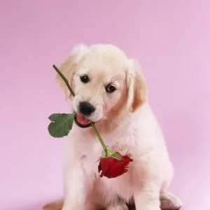 Golden Retriever Dog Puppy with rose in its mouth Golden Retriever Dog Puppy with rose in its mouth