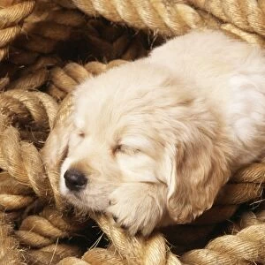 Golden Retriever Dog Puppy sleeping