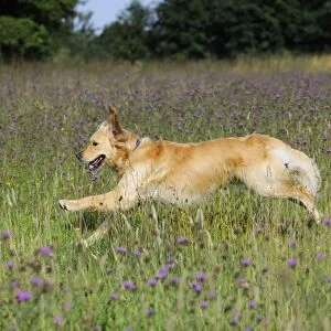 Golden Retriever Dog - running through field