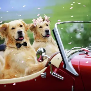 Celebrations
