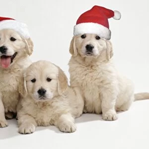 Golden Retriever Dog - x3 puppies 8 weeks old, 2 wearing Christmas hats