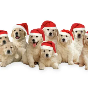 Golden Retriever Dogs - puppies wearing Christmas hats. Digital Manipulation: Comped dogs together, added hats. All JD