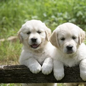 Two Golden Retriever puppies standing looking over gate - 7 weeks