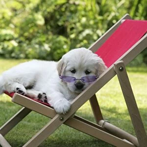 Golden Retriever puppy wearing sunglasses in deckchair - 7 weeks
