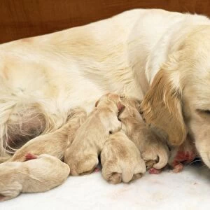 Golden Retriever - whelping puppies 1 hour old, suckling. Mother licking puppy to encourage to urinate