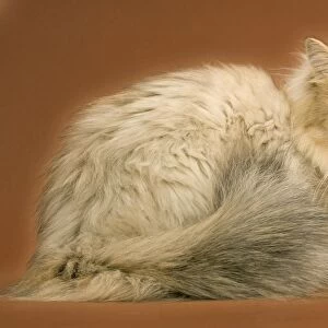 Golden shaded Persian Cat