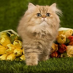 Golden Shaded Persian Cat - kitten with flowers
