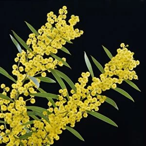 Golden Wattle - Australia's floral emblem, Australia JPF02599