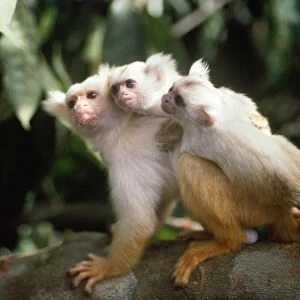 Golden-white Tassel-ear Marmoset - male carying 3 week old infants. Amazonas Brazil