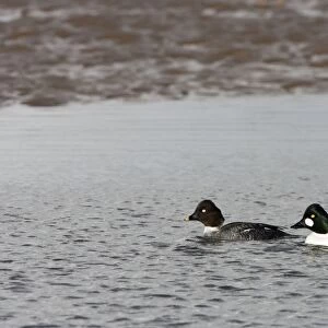 Goldeneye -male and female swimming in shallow water - February - North Norfolk - UK