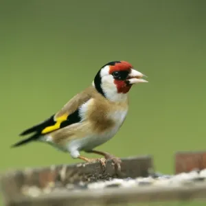 Goldfinch Goldfinch