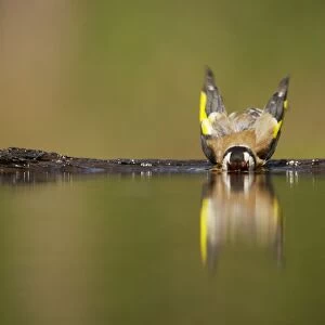 Goldfinch - Bathing in forest pool Carduelis carduelis Hungary BI015883
