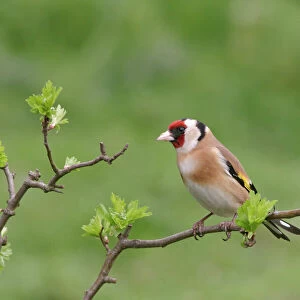 Goldfinch - On hawthorn twig front view Bedfordshire UK 1641