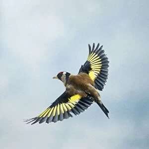 Goldfinch Male in flight top view wings spread UK