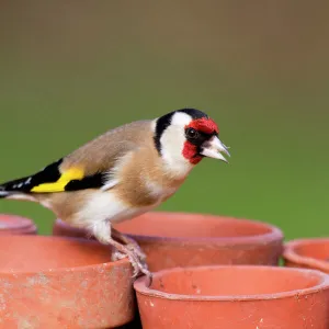 Goldfinch - on plant pots - Cornwall