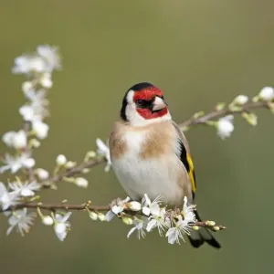 Goldfinch - spring - blossom - Cornwall - UK Goldfinch - spring - blossom - Cornwall - UK