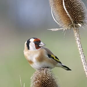 Goldfinch - On teasel front view Bedfordshire, UK
