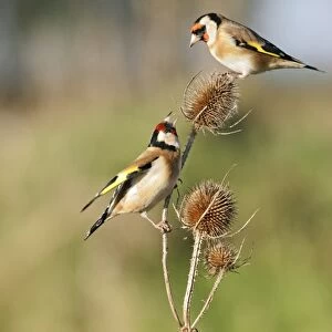 Goldfinches - 2 birds fighting over teasels Bedfordshire, UK