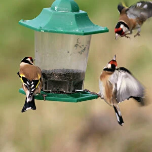Goldfinches- Birds fighting at niger feeder Bedfordshire, UK