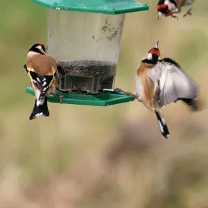 Goldfinches- Birds fighting at niger feeder Bedfordshire, UK